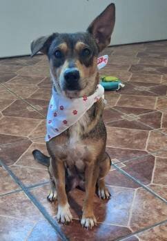 Labrador Retriever and Australian Shepherd Dogs Available for Adoption in North Reading, Massachusetts - Mother | PetCurious