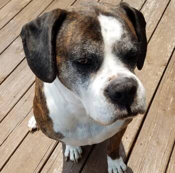 Rescue Boxer Dogs for Adoption in Fountaintown, Indiana - Max | PetCurious