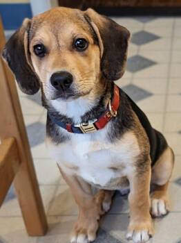 Rescue Labrador Retriever and Foxhound Dogs for Adoption in Tyler Hill, Pennsylvania - Pickles | PetCurious