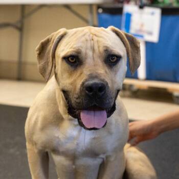 Honey -  Black Mouth Cur and Neapolitan Mastiff Dog for Adoption in Pasadena, California - Honey | PetCurious