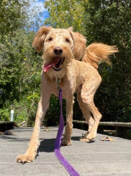 Ringo -  Poodle and Mixed Breed Dog for Adoption in Fall River, Massachusetts - Ringo | PetCurious