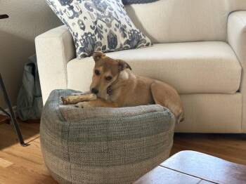Chewy2 aka Wrigly -  Mixed Breed and Australian Cattle Dog Blue Heeler Dog for Adoption in Littleton, Colorado - Chewy2 Aka Wrigly | PetCurious