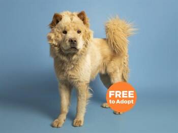 ASLAN -  Chow Chow Dog for Adoption in Phoenix, Arizona - ASLAN | PetCurious