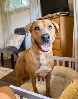 Labrador Retriever and American Staffordshire Terrier Dogs Available for Adoption in Friendswood, Texas - Gaia June Is Sweeter Than Honey | PetCurious