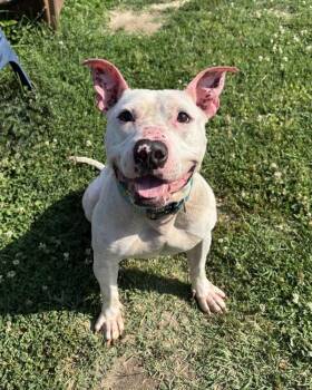 Ruckus -  Pit Bull Terrier Dog for Adoption in Richmond, Virginia - Ruckus | PetCurious