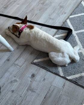 Chihuahua and Jack Russell Terrier Dogs Available for Adoption in Columbia, Tennessee - Boddi | PetCurious