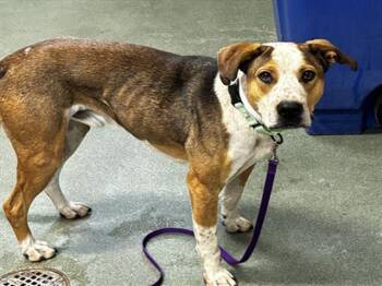 Mixed Breed Dogs Available for Adoption in Santa Fe, New Mexico - MR WIGGLES | PetCurious