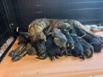 BookTok Fantasy Litter - Momma Feyre - Located in NC -  Belgian Shepherd Malinois and Boxer Dog for Adoption in Imlay City, Michigan - BookTok Fantasy Litter - Momma Feyre - Located In NC | PetCurious