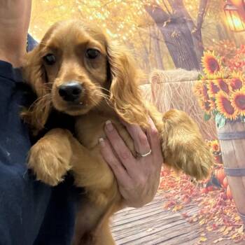 Ireland -  Cocker Spaniel Dog for Adoption in Normal, Illinois - Ireland | PetCurious