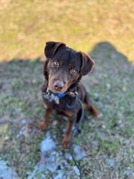 Chocolate Labrador Retriever and Flat Coated Retriever Dogs Available for Adoption - Asher | PetCurious