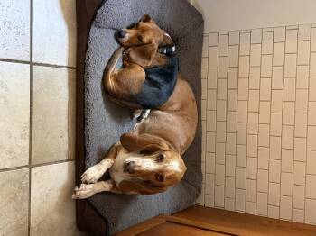 Little Girl -  Beagle Dog for Adoption in Severance, Colorado - Little Girl | PetCurious
