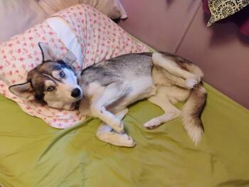 Miku- Courtesy Listing see info -  Husky Dog for Adoption in Polson, Montana - Miku- Courtesy Listing See Info | PetCurious