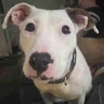 Rescue Pit Bull Terrier Dogs for Adoption in Ottawa Hills, Ohio - Quinky Dink | PetCurious