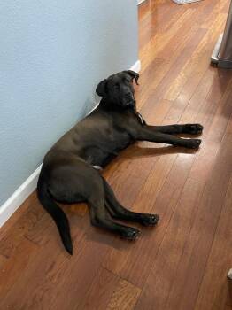 Labrador Retriever Dogs Available for Adoption - Discovery Bay / Rockey / Bodhi | PetCurious