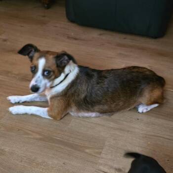 Ladybug -  Corgi and Mixed Breed Dog for Adoption in Boerne, Texas - Ladybug | PetCurious