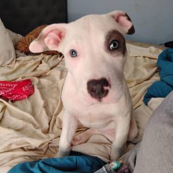 Mixed Breed Dogs Available for Adoption - Lola | PetCurious