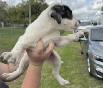 Pit Bull Terrier Dogs Available for Adoption - A652321 | PetCurious