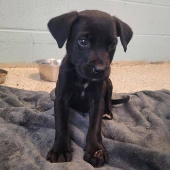 Torta 1032 -  Labrador Retriever and Mixed Breed Dog for Adoption in Loxahatchee Groves, Florida - Torta 1032 | PetCurious