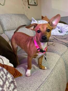 Bella -  Dachshund Dog for Adoption in Eugene, Oregon - Bella | PetCurious