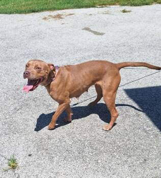 Rescue Mixed Breed Dogs for Adoption in Clay City, Kentucky - Brownie | PetCurious