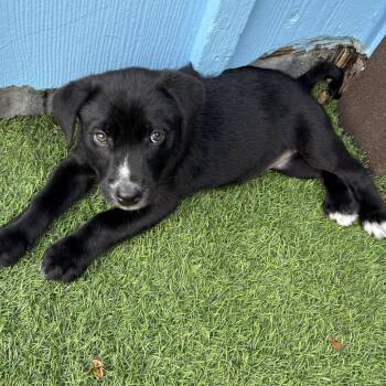 Black Labrador Retriever Dogs Available for Adoption in Loxahatchee Groves, Florida - Opal 7592 | PetCurious