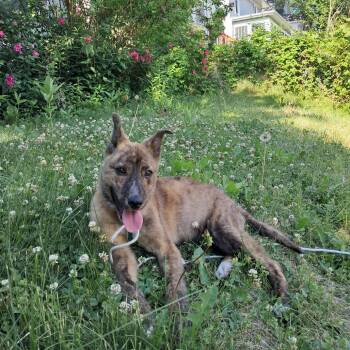 Dom -  Mixed Breed Dog for Adoption in Buffalo, Minnesota - Dom | PetCurious