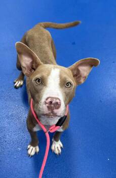 Miss Potato -  American Staffordshire Terrier and Catahoula Leopard Dog Dog for Adoption in Copiague, New York - Miss Potato | PetCurious