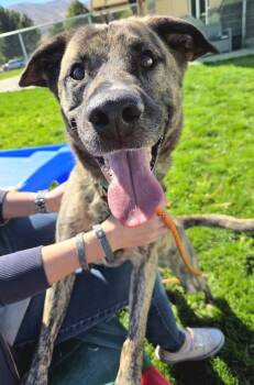 Finn -  Dutch Shepherd Dog for Adoption in Pocatello, Idaho - Finn | PetCurious