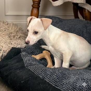 Chihuahua Dogs Available for Adoption in Justin, Texas - Dustin | PetCurious