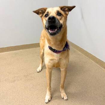 SUKI -  German Shepherd Dog and Mixed Breed Dog for Adoption in Aurora, Colorado - SUKI | PetCurious