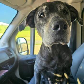 Lilly -  Labrador Retriever Dog for Adoption in Austin, Arkansas - Lilly | PetCurious