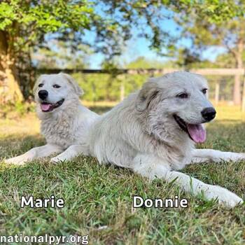 Great Pyrenees Dogs Available for Adoption in Beacon, New York - Donnie & Marie In GA - Sweet Bonded Pair! | PetCurious