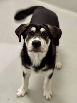 Birdie -  Mixed Breed Dog for Adoption in Winnipeg, Manitoba - Birdie | PetCurious