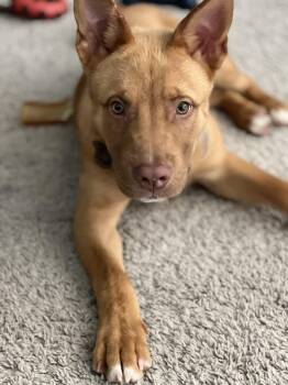 Ranger -  Shepherd and American Staffordshire Terrier Dog for Adoption in Dallas, Texas - Ranger | PetCurious