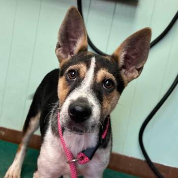 Foster Wanda -  Rat Terrier Dog for Adoption in Oswego, Illinois - Foster Wanda | PetCurious