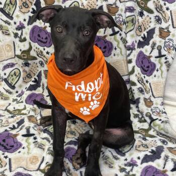 Padme -  Labrador Retriever Dog for Adoption in Lacon, Illinois - Padme | PetCurious