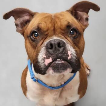 Mixed Breed Dogs Available for Adoption in Sarasota, Florida - Buckwheat | PetCurious
