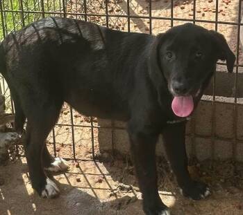 Martha -  Black Labrador Retriever Dog Available for Adoption in Bruce, Mississippi - Martha | PetCurious