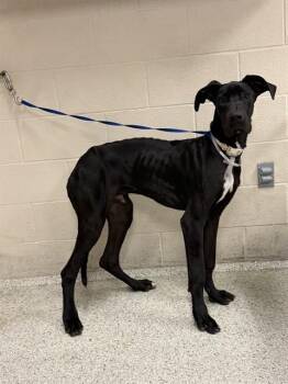 A430427 -  Great Dane and Mixed Breed Dog for Adoption in Conroe, Texas - A430427 | PetCurious