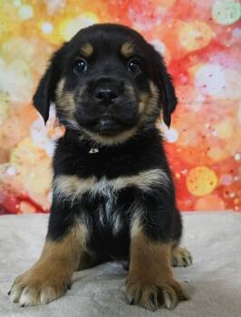 Rescue Rottweiler Dogs for Adoption in Sedalia, Colorado - Tony | PetCurious