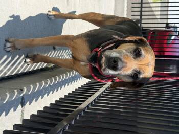 Monica -  Beagle and Chocolate Labrador Retriever Dog for Adoption in Milford, Connecticut - Monica | PetCurious