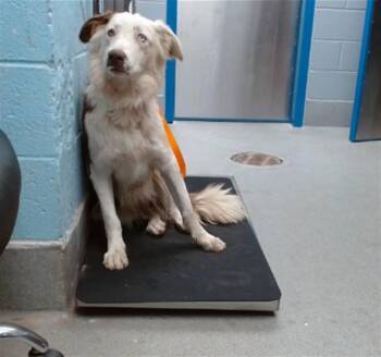 KARLA -  Border Collie and Mixed Breed Dog for Adoption in Albuquerque, New Mexico - KARLA | PetCurious
