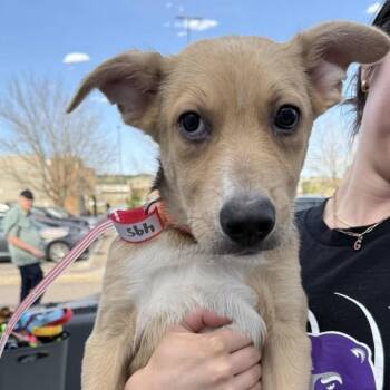 Shepherd Dogs Available for Adoption in Parker, Colorado - 495 (2026) Wyatt | PetCurious