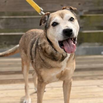 Katie -  Cattle Dog Dog for Adoption in Mt. Juliet, Tennessee - Katie | PetCurious
