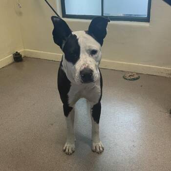 James March -  Pit Bull Terrier and Cattle Dog Dog for Adoption in Pasadena, California - James March | PetCurious