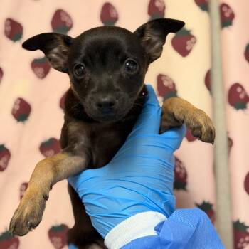 Fendi -  Chihuahua and Dachshund Dog for Adoption in San Antonio, Texas - Fendi | PetCurious