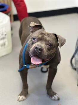 Eeyore -  Mixed Breed Dog for Adoption in West Chester, Pennsylvania - Eeyore | PetCurious