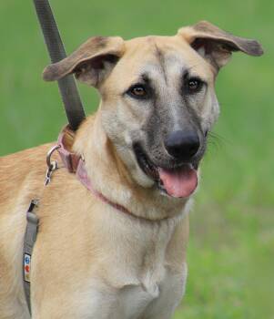 Leia -  German Shepherd Dog Dog for Adoption in North Fort Myers, Florida - Leia | PetCurious