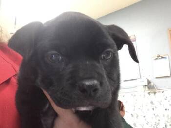 Pit Bull Terrier Dogs Available for Adoption in Riverside, California - A1910994 | PetCurious