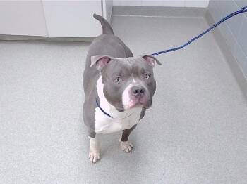 Boxer and Mixed Breed Dogs Available for Adoption - IVAN | PetCurious